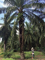 pic1 Oil palm. After growing for about 25 years, fruit bunch productivity declines, and the tree is felled.