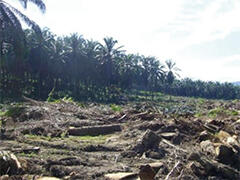pic2 Plantation after felling. Oil palm trunks left on the ground are thought to have a negative effect on the soil environment, encouraging the spread of soil-borne pathogens.