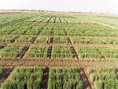 pic1 Experiment in selecting heat-tolerant wheat using high-temperature-stress fields in Sudan 