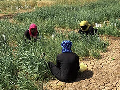 pic3 Beginning to develop commercial varieties by crossbreeding heat-tolerant wheat with Sudan’s commercial varieties