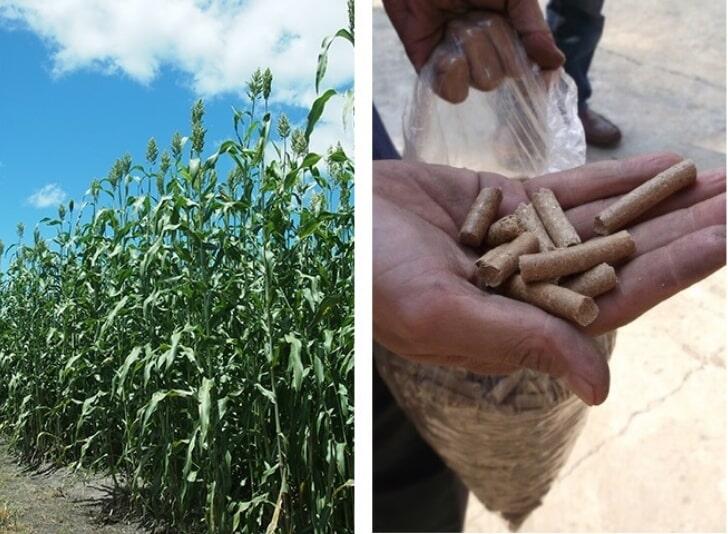 Sorghum bred for improved fuel properties to develop fuel pellets and particle boards of low-environmental impact type, and to revegetate tropical grass wasteland.