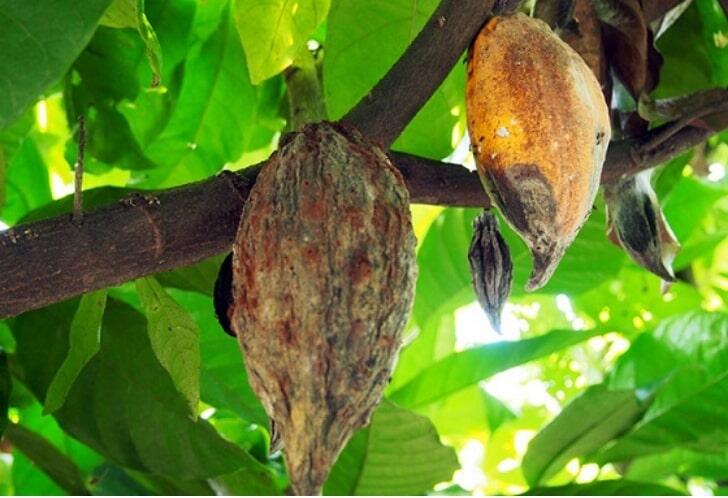 Development of new technological systems that control major diseases affecting cacao