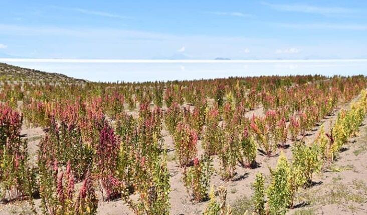 Quinoa being cultivated in the harsh environment facing the Uyuni Salt Flat