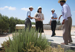 国立乾燥地研究所で栽培している薬用植物の調査