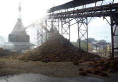 Mountains of biomass are left over from the fruit bunches containing oil palm fruit that are brought into the plant every day.