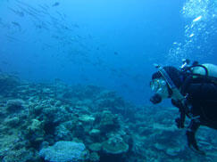 パラオのサンゴ礁生物相の潜水調査。近くには1,000ｍ以上の深さへと続く「ドロップオフ」と呼ばれる切り立った海底地形がみられる。