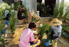 Introducing useful agronomic traits into Kenyan rice varieties through crossbreeding