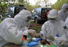 Captured bats may carry highly infectious hemorrhagic fever viruses, so researchers wear Biosafety Level 3 (BSL3) protective clothing.