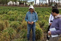 Afghan wheat grown in test farm of CIMMYT