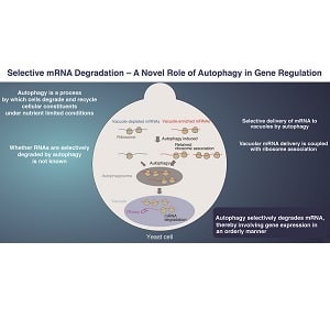 オートファジーによるmRNA分解の選択性を発見～遺伝子発現におけるオートファジーの新たな働き～