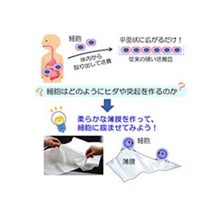 平面状の細胞シートが立体的に　細胞が自分の力でシートを３次元化 ～臓器表面にフィットする移植治療用細胞シートへの応用に期待～