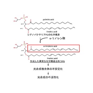 光合成を人為的に制御できるか 脂肪酸によって光合成活性が変化する仕組みを解明