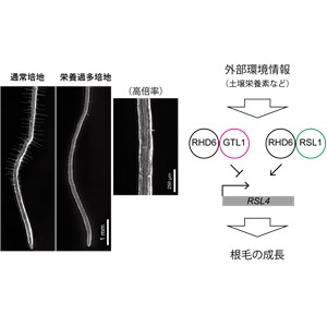 栄養が豊富過ぎると根毛は伸びなくなる －植物が環境に応じて大胆に成長を制御する仕組みを解明－