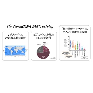 「微生物ダークマター」を解き明かす～世界最大の海洋微生物ゲノムカタログ～