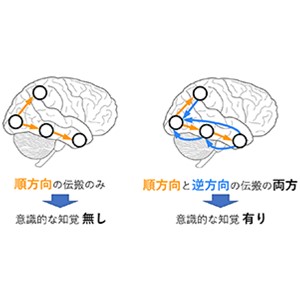 脳内で双方向の接続を持つネットワークのコアを同定～意識を担う脳領域の解明に向けて～