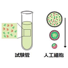 水溶液が分離するか否かを、細胞サイズの器が制御することを発見～人工細胞を用いた医薬品開発や細胞内相分離の原理解明へ貢献～