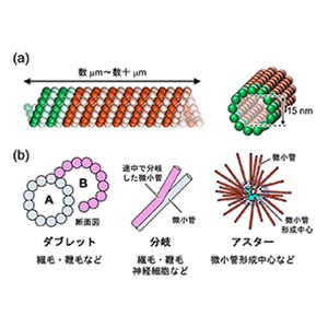 ペプチド融合たんぱく質を用いた微小管「超」構造体の構築に初めて成功～分子ロボットなどのナノ材料への応用や繊毛・べん毛の形成原理の解明に期待～