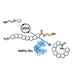 効率的な環状ペプチドの化学-酵素ハイブリッド合成法を開発～環境調和性の高い環状ペプチド製造法の発展に期待～