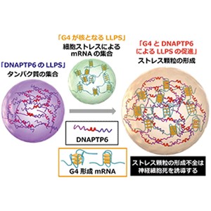 RNA構造「G4」がストレス顆粒の核となる～神経変性疾患の新しい治療標的の可能性～