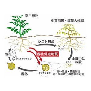 ジャガイモシストセンチュウ類の孵化を促進する新規化合物「ソラノエクレピンＢ」を発見～新たな害虫防除法の開発に道、作物の生産能力向上へ～