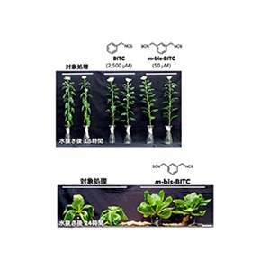 植物の気孔開口を抑え、しおれを防ぐ天然物を新たに発見～正体は辛味成分、分子改造で幅広い用途へ～