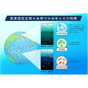 北極海に生息する窒素固定生物のゲノム解読に成功～北極固有種の存在とその特徴が明らかに～