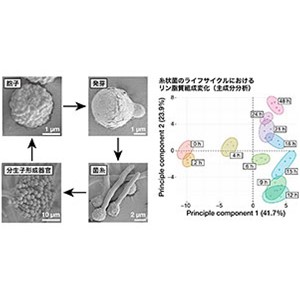 糸状菌（カビ）の包括的な生体膜変化の解明～生体膜組成と形態の相関を解明し、糸状菌の利用・防除に新たな知見～