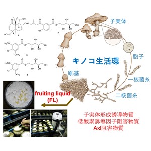 キノコのfruiting liquidから新規物質の発見