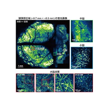生きた動物の大脳皮質から小脳までを高精細かつ長期的に光イメージングできる手法を開発～高分子ナノ薄膜と光硬化性樹脂による超広範囲な観察窓～