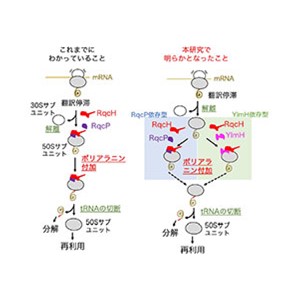 たんぱく質の発現を保証する翻訳品質管理機構の新規関連因子を発見～バイオものづくりや新たな創薬開発への応用展開に期待～