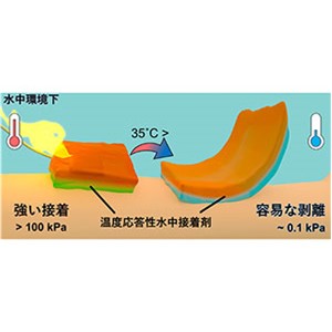 体温付近で接着力が1000倍変化する脱着可能な水中接着剤を開発～ムール貝からヒントを得た接着メカニズム～