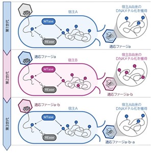 ファージと細菌の感染・防御の関係性をエピゲノムレベルで解明