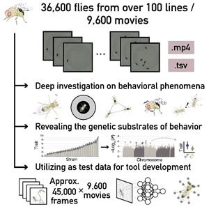 3万匹超のショウジョウバエの行動データを公開 －行動遺伝学研究の新たな基盤に－(Unlocking the Genetic Basis of Animal Behavior Using Fruit Flies)