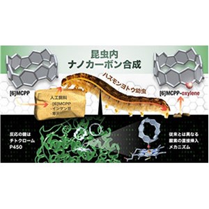 昆虫の体内で機能性分子ナノカーボンを合成～ウンチのなかに新機能性物質～