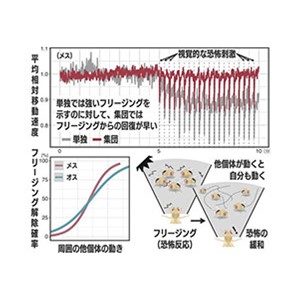 「多様性と同調」が集団をより強くする～ハエの行動から探る「群れの力」の遺伝基盤～