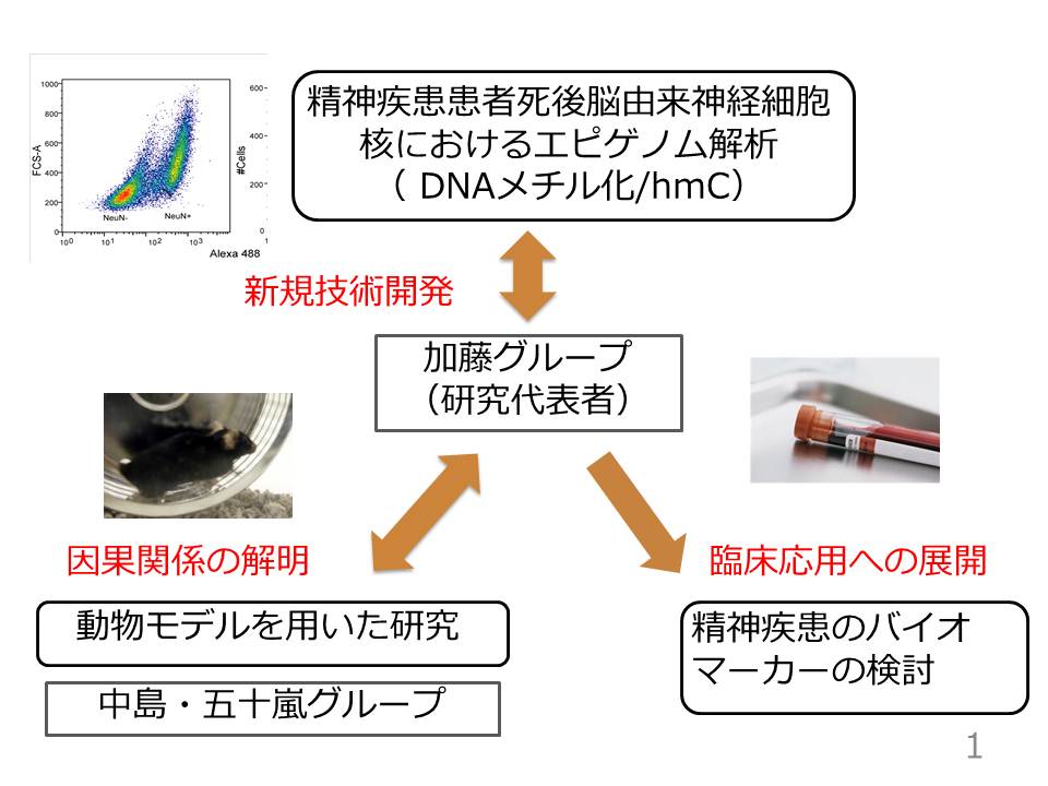 加藤 忠史_概要図