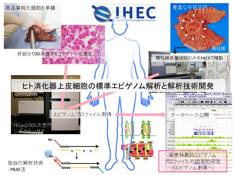 金井 弥栄_概要図