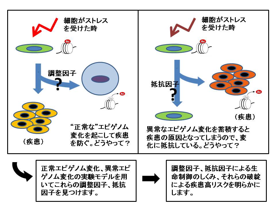 金田 篤志_概要図