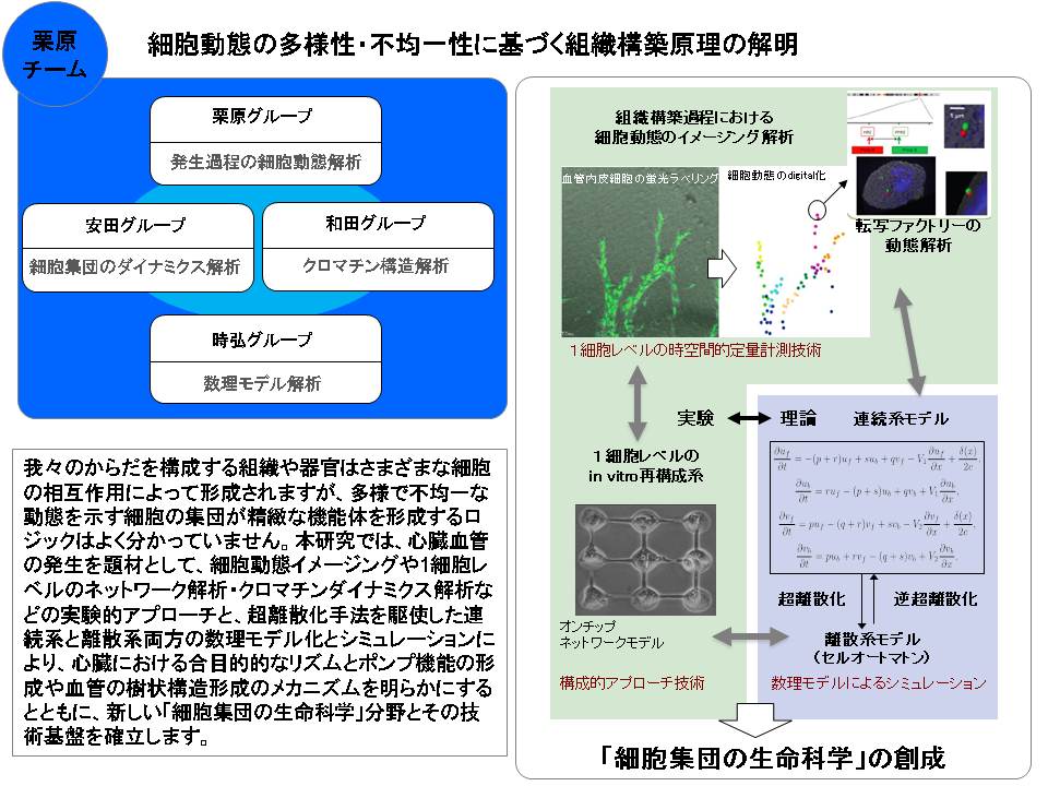 栗原 裕基】細胞動態の多様性・不均一性に基づく組織構築原理の