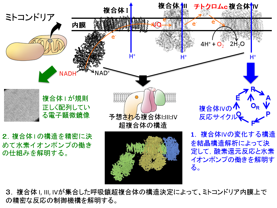 月原 冨武_概要図