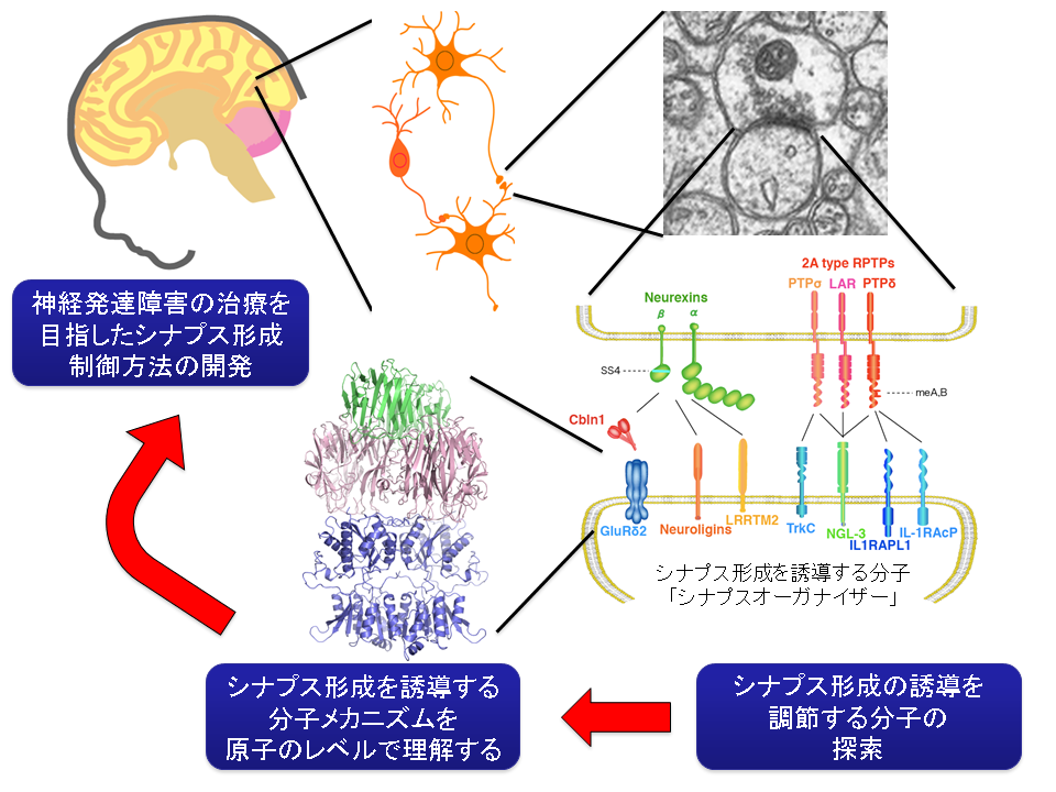 中枢神経系シナプス形成の多様性の分子的基盤