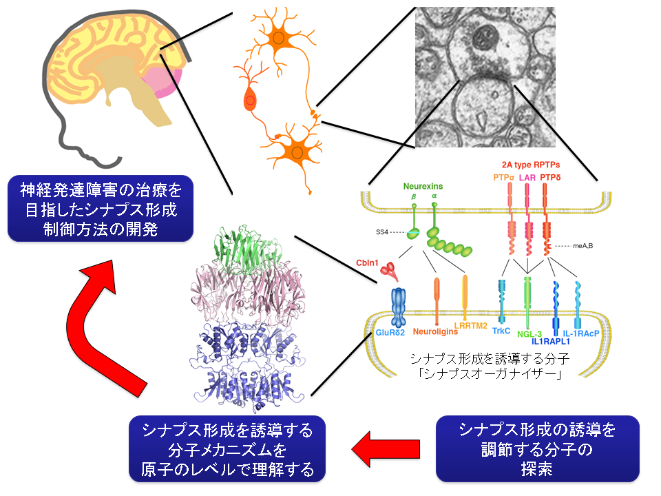 深井 周也_概要図