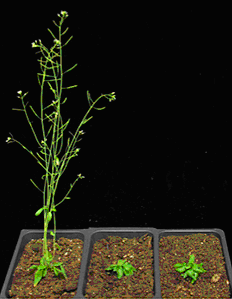 タンパク質の「集合と拡散」による植物草丈制御の仕組みを発見－植物の草丈を自在に制御する技術開発に貢献－