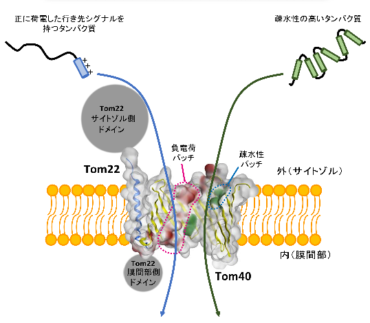 ミトコンドリアの膜透過装置TOM複合体の相互作用地図の作成により，タンパク質搬入口として働く仕組みを解明