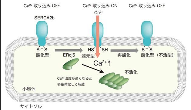細胞内のカルシウム濃度を一定に保つメカニズムを解明～ジスルフィド還元酵素が、貯蔵庫へのカルシウムの出入りを制御～