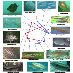 海に生息する魚種間にはたらく複雑な関係性を捉えることに成功～緩い種間関係と種の多様性が生態系を安定化～