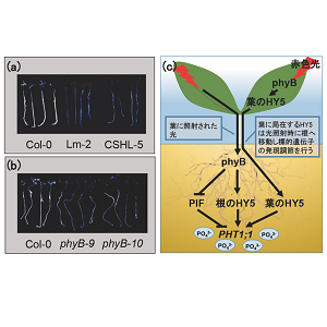 光環境に合わせた植物のリン栄養獲得制御の発見