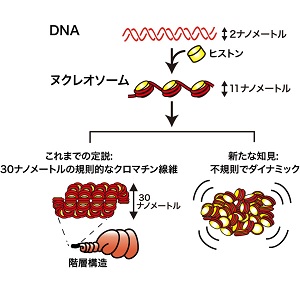 遺伝子が転写される際のDNAの「動き」を生きた細胞の中で捉えた