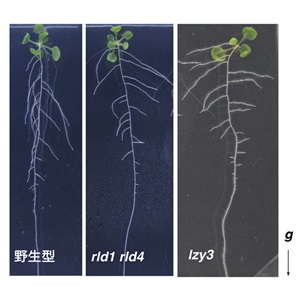 植物の根に重力方向を伝える新しい因子の発見～オーキシンを重力側へより多く分配する仕組み～