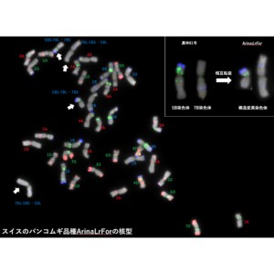 日本コムギ農林61号など世界15品種の高精度ゲノム解読に成功～ゲノム情報を利用した迅速な分子育種技術の開発に期待～